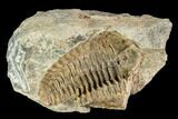 Fossil Calymene Trilobite Nodule - Morocco #106627-1